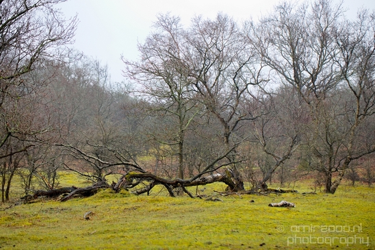 Zuid_Kennemerland_National_Park_nature_landscape_Photography_172_Canon_EOS_5D_Mark_IV.JPG