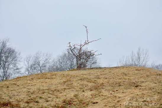 Zuid_Kennemerland_National_Park_nature_landscape_Photography_173_Canon_EOS_5D_Mark_IV.JPG