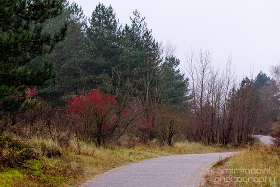 Zuid_Kennemerland_National_Park_nature_landscape_Photography_174_Canon_EOS_5D_Mark_IV.JPG