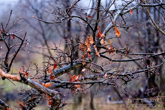 Zuid_Kennemerland_National_Park_nature_landscape_Photography_175_Canon_EOS_5D_Mark_IV.JPG