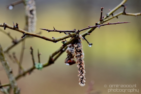 Zuid_Kennemerland_National_Park_nature_landscape_Photography_176_Canon_EOS_5D_Mark_IV.JPG