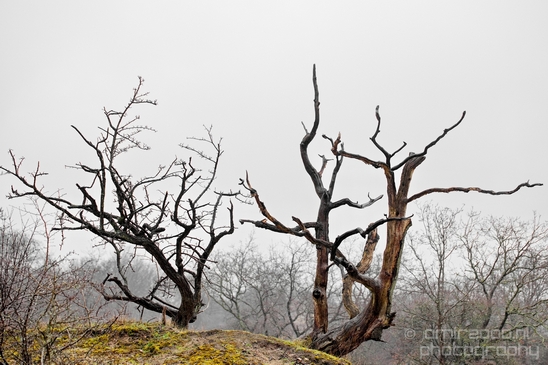 Zuid_Kennemerland_National_Park_nature_landscape_Photography_177_Canon_EOS_5D_Mark_IV.JPG