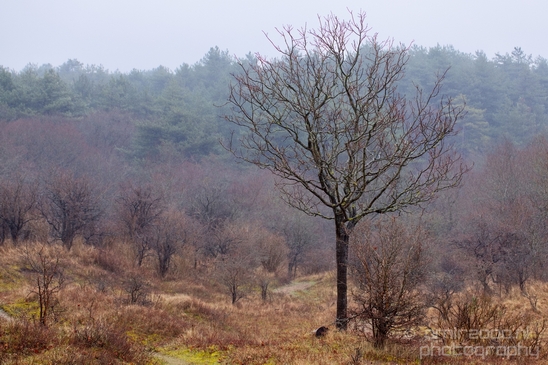 Zuid_Kennemerland_National_Park_nature_landscape_Photography_178_Canon_EOS_5D_Mark_IV.JPG