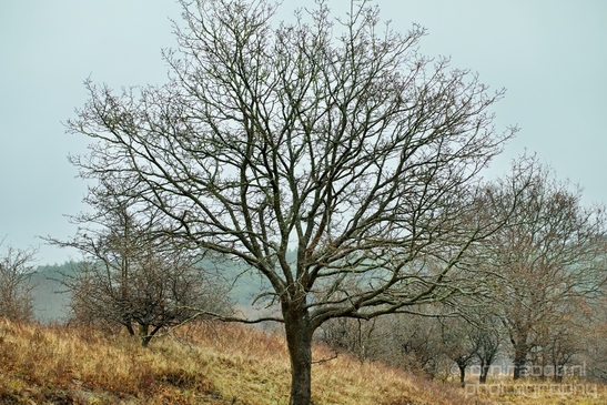 Zuid_Kennemerland_National_Park_nature_landscape_Photography_179_Canon_EOS_5D_Mark_IV.JPG
