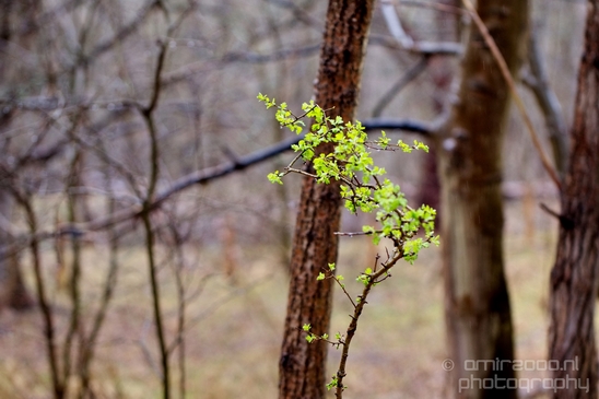 Zuid_Kennemerland_National_Park_nature_landscape_Photography_182_Canon_EOS_5D_Mark_IV.JPG