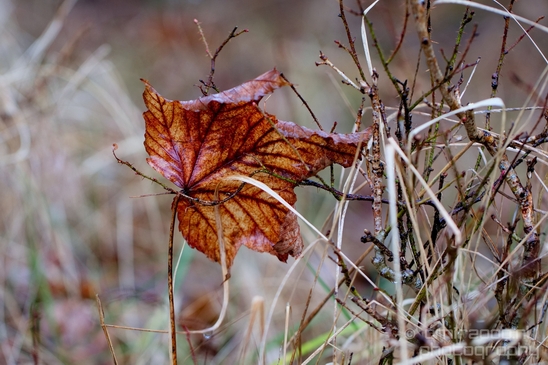 Zuid_Kennemerland_National_Park_nature_landscape_Photography_184_Canon_EOS_5D_Mark_IV.JPG
