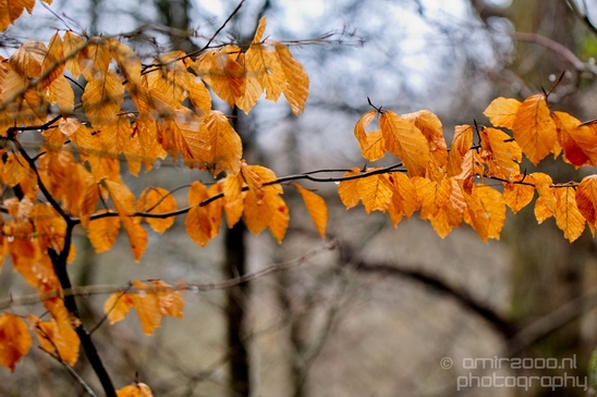 Zuid_Kennemerland_National_Park_nature_landscape_Photography_186_Canon_EOS_5D_Mark_IV.JPG
