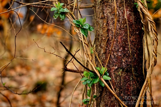 Zuid_Kennemerland_National_Park_nature_landscape_Photography_187_Canon_EOS_5D_Mark_IV.JPG
