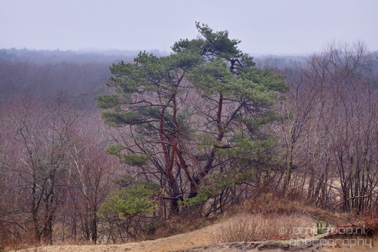 Zuid_Kennemerland_National_Park_nature_landscape_Photography_189_Canon_EOS_5D_Mark_IV.JPG