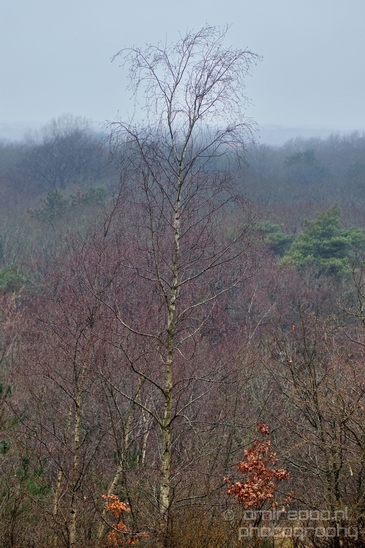 Zuid_Kennemerland_National_Park_nature_landscape_Photography_190_Canon_EOS_5D_Mark_IV.JPG