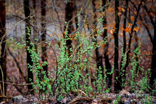 Zuid_Kennemerland_National_Park_nature_landscape_Photography_193_Canon_EOS_5D_Mark_IV.JPG
