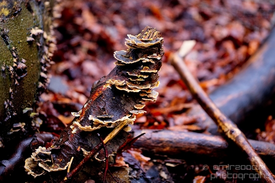 Zuid_Kennemerland_National_Park_nature_landscape_Photography_195_Canon_EOS_5D_Mark_IV.JPG