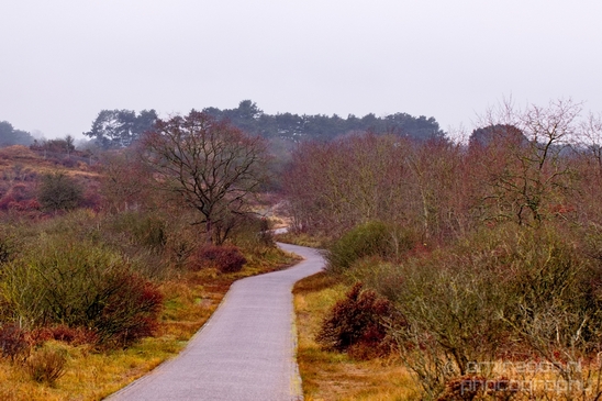 Zuid_Kennemerland_National_Park_nature_landscape_Photography_196_Canon_EOS_5D_Mark_IV.JPG