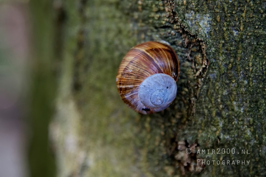Zuid_Kennemerland_National_Park_nature_landscape_Photography_199_Canon_EOS_5D_Mark_IV.JPG