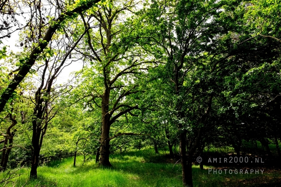Zuid_Kennemerland_National_Park_nature_landscape_Photography_201_Canon_EOS_5D_Mark_IV.JPG