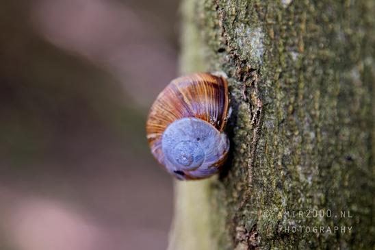 Zuid_Kennemerland_National_Park_nature_landscape_Photography_202_Canon_EOS_5D_Mark_IV.JPG