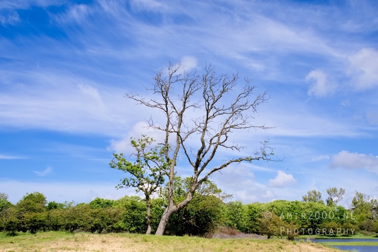 Zuid_Kennemerland_National_Park_nature_landscape_Photography_208_Canon_EOS_5D_Mark_IV.JPG