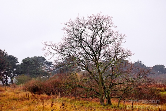 Zuid_Kennemerland_National_Park_nature_landscape_Photography_209_Canon_EOS_5D_Mark_IV.JPG