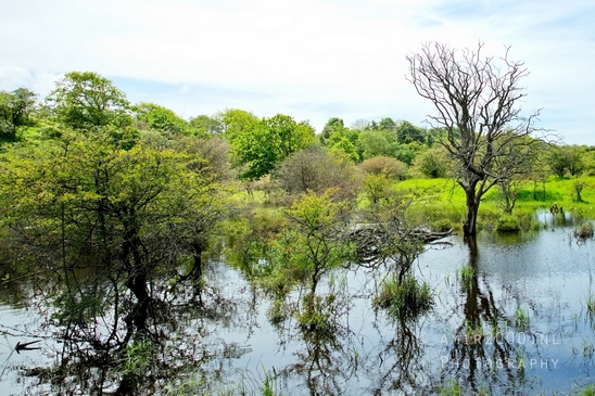 Zuid_Kennemerland_National_Park_nature_landscape_Photography_210_Canon_EOS_5D_Mark_IV.JPG