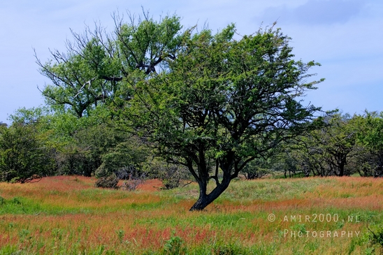 Zuid_Kennemerland_National_Park_nature_landscape_Photography_211_Canon_EOS_5D_Mark_IV.JPG
