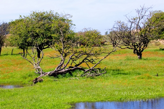 Zuid_Kennemerland_National_Park_nature_landscape_Photography_213_Canon_EOS_5D_Mark_IV.JPG