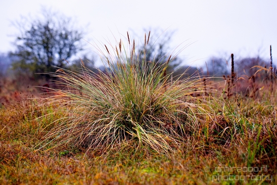 Zuid_Kennemerland_National_Park_nature_landscape_Photography_219_Canon_EOS_5D_Mark_IV.JPG