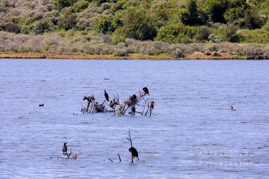 Zuid_Kennemerland_National_Park_nature_landscape_Photography_222_Canon_EOS_5D_Mark_IV.JPG