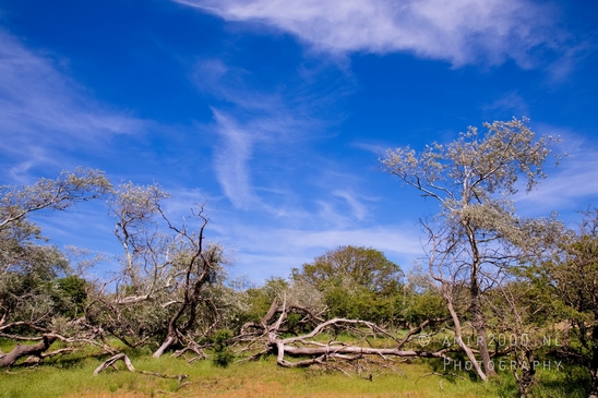 Zuid_Kennemerland_National_Park_nature_landscape_Photography_223_Canon_EOS_5D_Mark_IV.JPG
