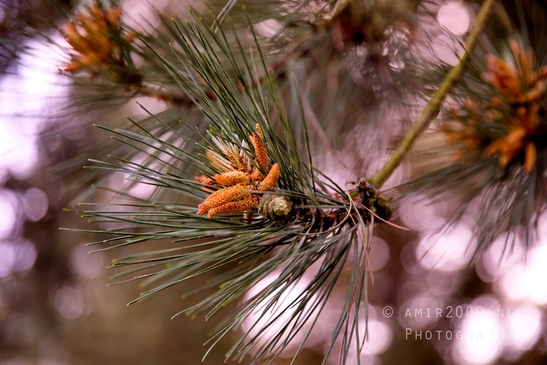 Zuid_Kennemerland_National_Park_nature_landscape_Photography_230_Canon_EOS_5D_Mark_IV.JPG