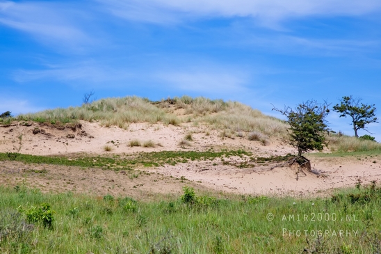 Zuid_Kennemerland_National_Park_nature_landscape_Photography_231_Canon_EOS_5D_Mark_IV.JPG