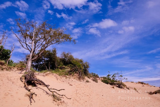 Zuid_Kennemerland_National_Park_nature_landscape_Photography_237_Canon_EOS_5D_Mark_IV.JPG