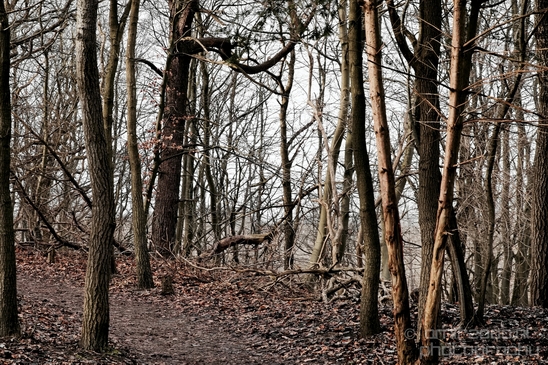Zuid_Kennemerland_National_Park_nature_landscape_Photography_248_Canon_EOS_5D_Mark_IV.JPG