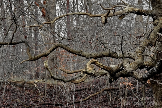 Zuid_Kennemerland_National_Park_nature_landscape_Photography_254_Canon_EOS_5D_Mark_IV.JPG
