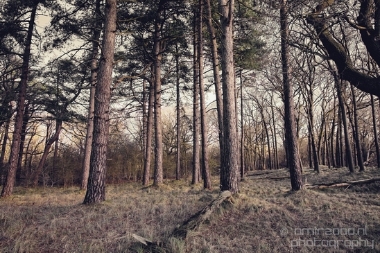 Zuid_Kennemerland_National_Park_nature_landscape_Photography_260_Canon_EOS_5D_Mark_IV.JPG