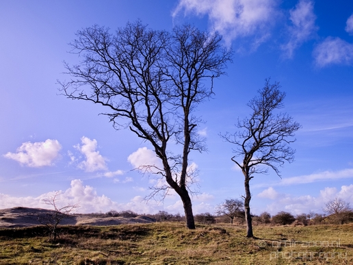Zuid_Kennemerland_National_Park_nature_landscape_Photography_263_Canon_EOS_5D_Mark_IV.JPG