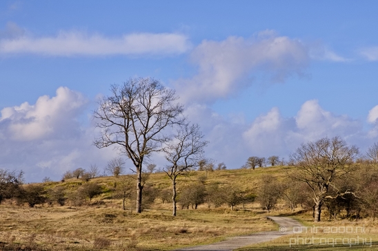 Zuid_Kennemerland_National_Park_nature_landscape_Photography_264_Canon_EOS_5D_Mark_IV.JPG