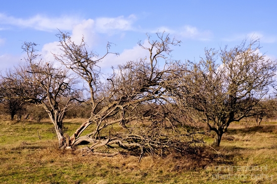 Zuid_Kennemerland_National_Park_nature_landscape_Photography_265_Canon_EOS_5D_Mark_IV.JPG