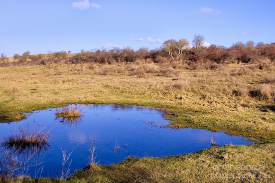 Zuid_Kennemerland_National_Park_nature_landscape_Photography_267_Canon_EOS_5D_Mark_IV.JPG