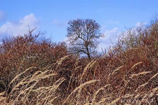Zuid_Kennemerland_National_Park_nature_landscape_Photography_268_Canon_EOS_5D_Mark_IV.JPG