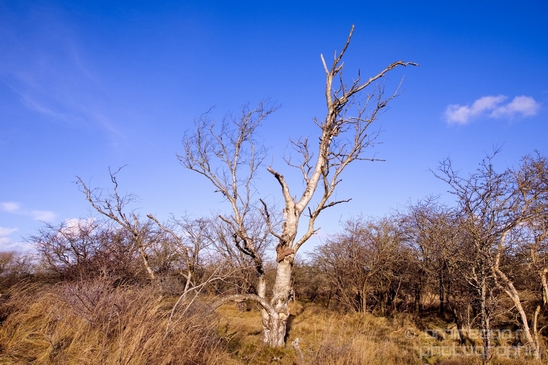 Zuid_Kennemerland_National_Park_nature_landscape_Photography_269_Canon_EOS_5D_Mark_IV.JPG