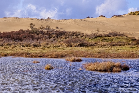 Zuid_Kennemerland_National_Park_nature_landscape_Photography_270_Canon_EOS_5D_Mark_IV.JPG