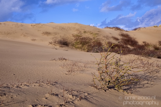 Zuid_Kennemerland_National_Park_nature_landscape_Photography_272_Canon_EOS_5D_Mark_IV.JPG