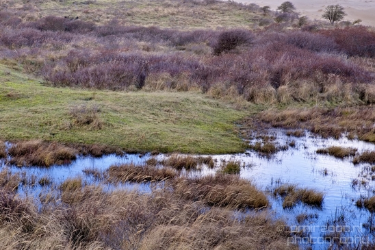Zuid_Kennemerland_National_Park_nature_landscape_Photography_278_Canon_EOS_5D_Mark_IV.JPG