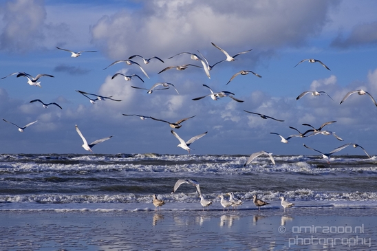 Zuid_Kennemerland_National_Park_nature_landscape_Photography_292_Canon_EOS_5D_Mark_IV.JPG