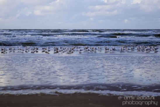 Zuid_Kennemerland_National_Park_nature_landscape_Photography_299_Canon_EOS_5D_Mark_IV.JPG
