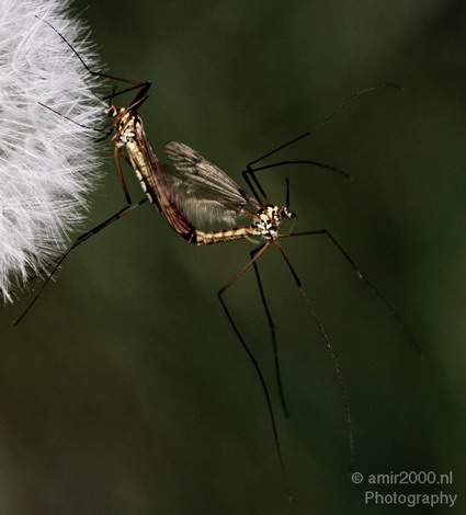 insect_Nature_Landscape_Photography_001_Canon_EOS_50D.JPG