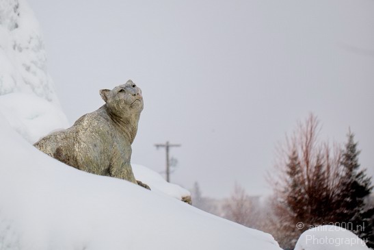 Idaho_Falls_USA_winter_scenery_North_America_Cities_Photography_023_Canon_EOS_5D_Mark_IV.JPG