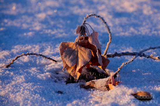 Idaho_Falls_USA_winter_scenery_urban_city_landscape_North_America_Cities_Photography_028_Canon_EOS_5D_Mark_IV.JPG