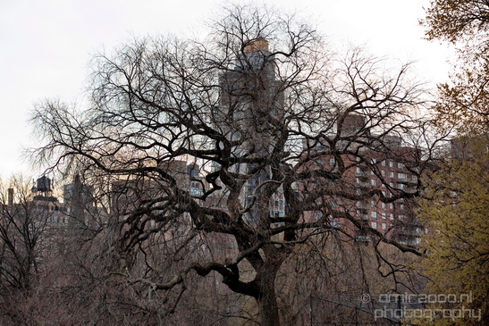 In_the_Central_park_urban_NYC_USA_Photography_006_Canon_EOS_5D_Mark_IV.JPG