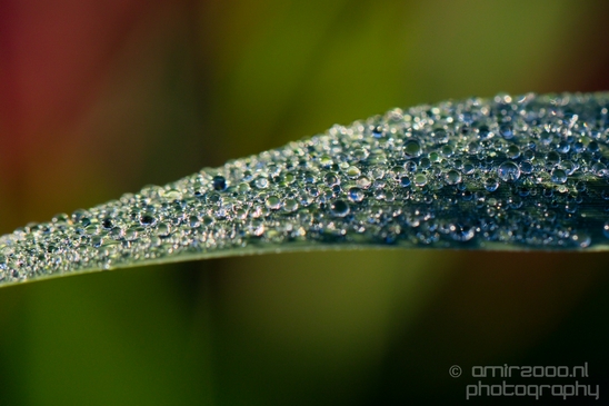 003Dew_on_plant_macro_Nature_Photography_03.JPG